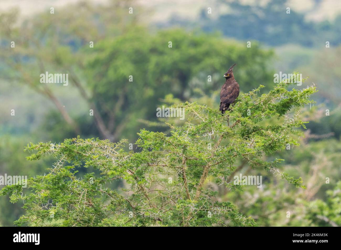 Aquila a cresta lunga - Lophaetus occipitalis, bella aquila piccola da boschi africani e cespugli, Uganda. Foto Stock