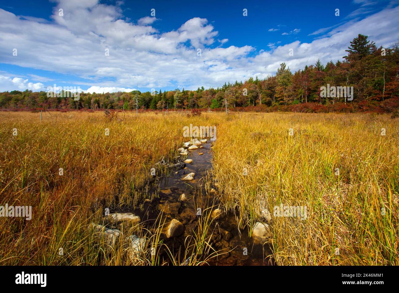 Hagen Run, affluente dei fiumi Lehigh e Delaware, scorre attraverso prati abbandonati di laghetti di castoro nella Pinchot state Forest della Pennsylvania Foto Stock