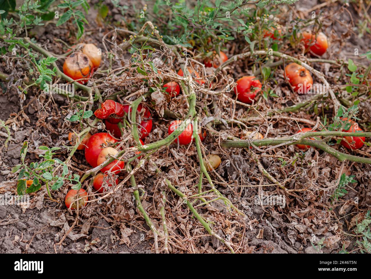 I frutti di pomodoro sono affetti da una malattia batterica nel terreno aperto. Pomodori appassiti da parassiti. Raccolto autunnale. Foto Stock