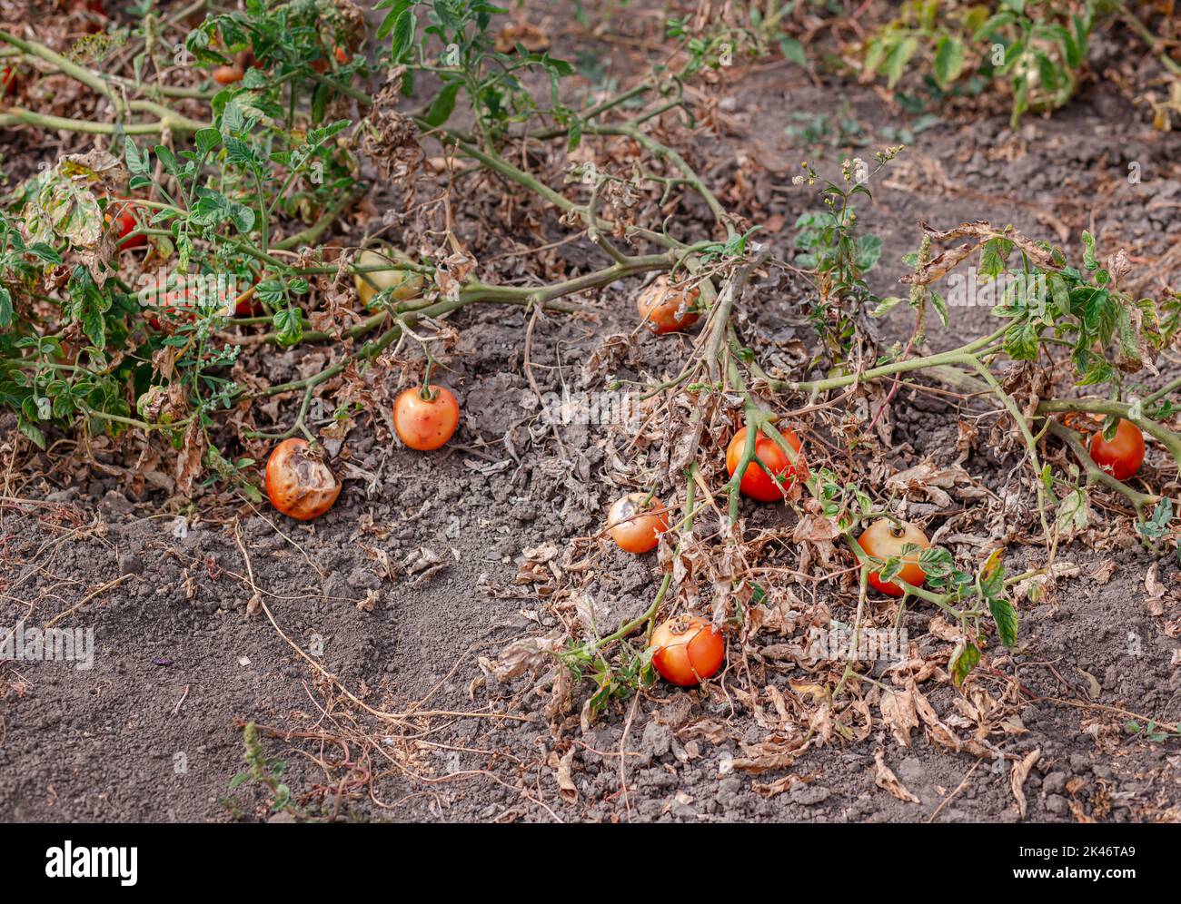 I frutti di pomodoro sono affetti da una malattia batterica nel terreno aperto. Pomodori appassiti da parassiti. Raccolto autunnale. Foto Stock