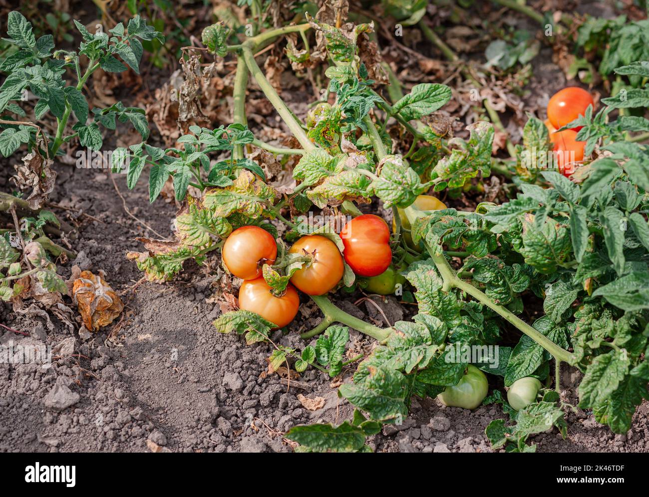 I frutti di pomodoro sono affetti da una malattia batterica nel terreno aperto. Pomodori appassiti da parassiti. Raccolto autunnale. Foto Stock