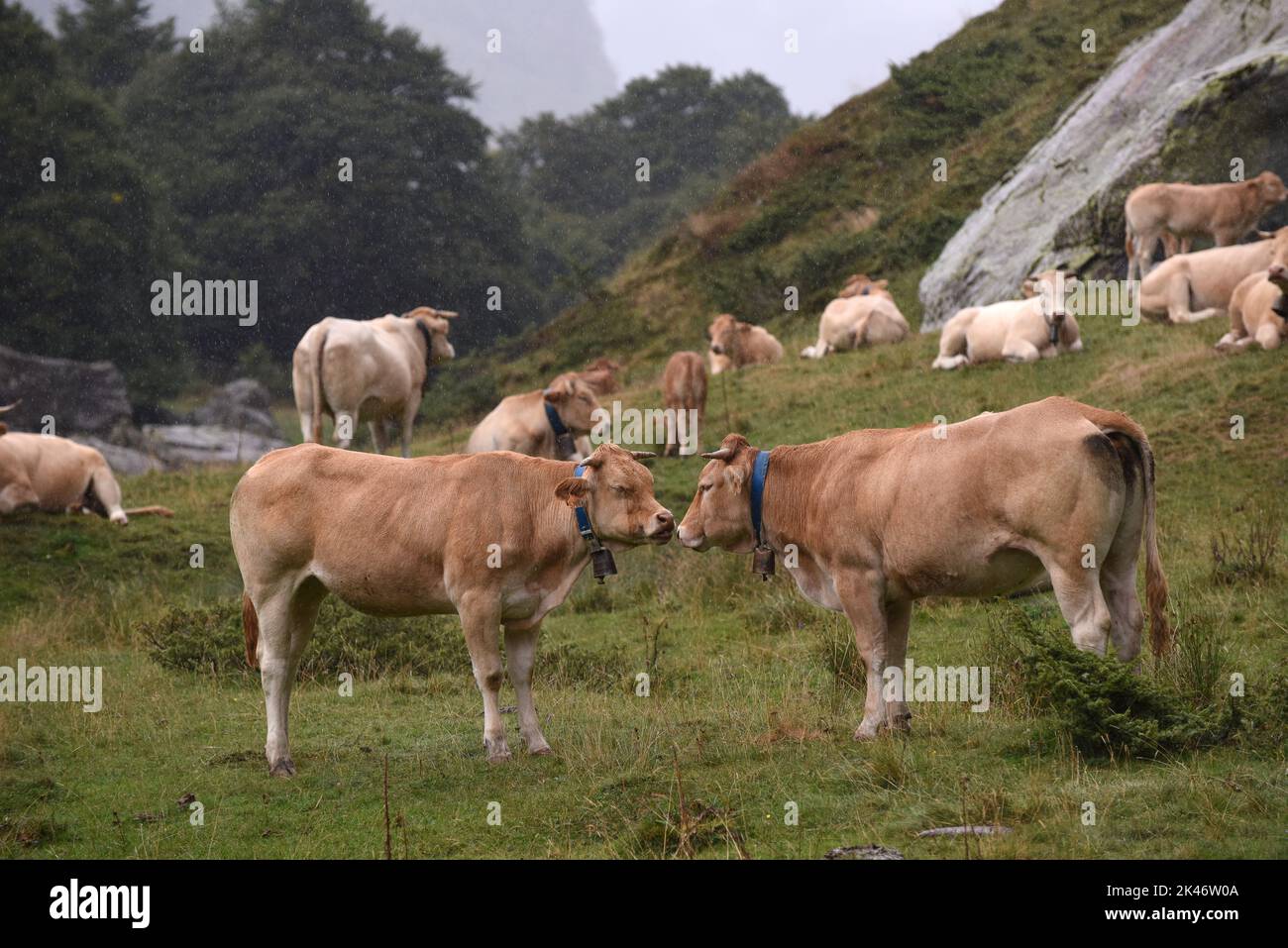 Bestiame al pascolo al col du Pourtalet, Vallee D'Ossau nei pirenei al confine con la Francia e la Spagna. Foto Stock