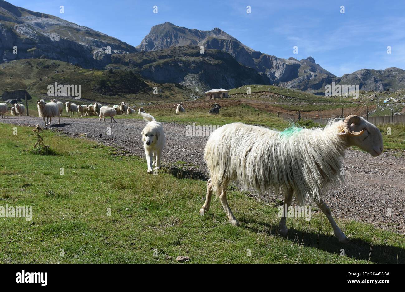 Pyrenean Mountain Dog guardia è gregge di pecore di montagna sul col du Somport nelle montagne dei pirenei al confine con la Francia e la Spagna Canfranc Spagna Foto Stock