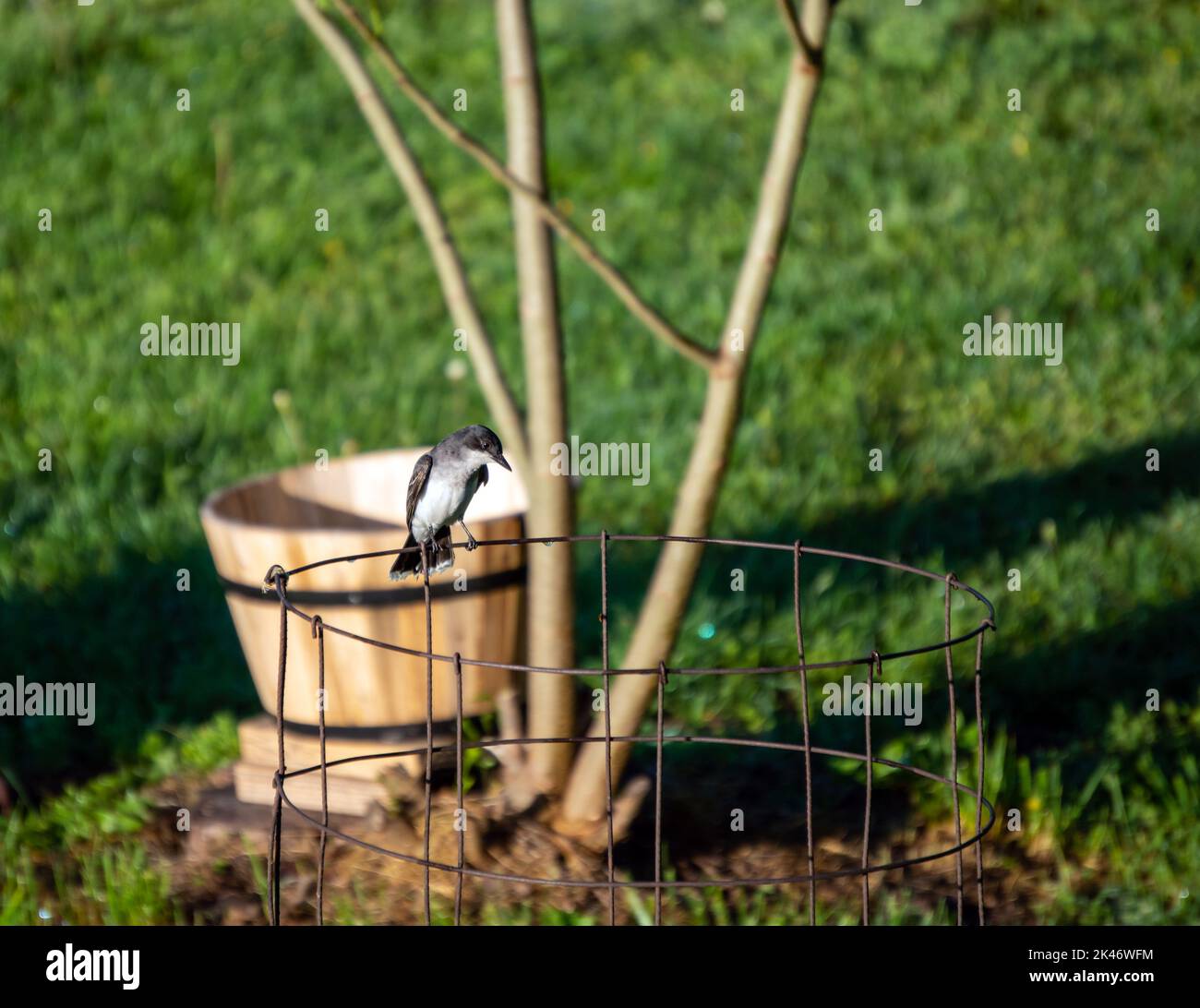Un Kingbird orientale utilizza una gabbia di pomodoro in filo metallico come un bel posto per appollaiare e guardare gli insetti da consumare. Bokeh. Foto Stock
