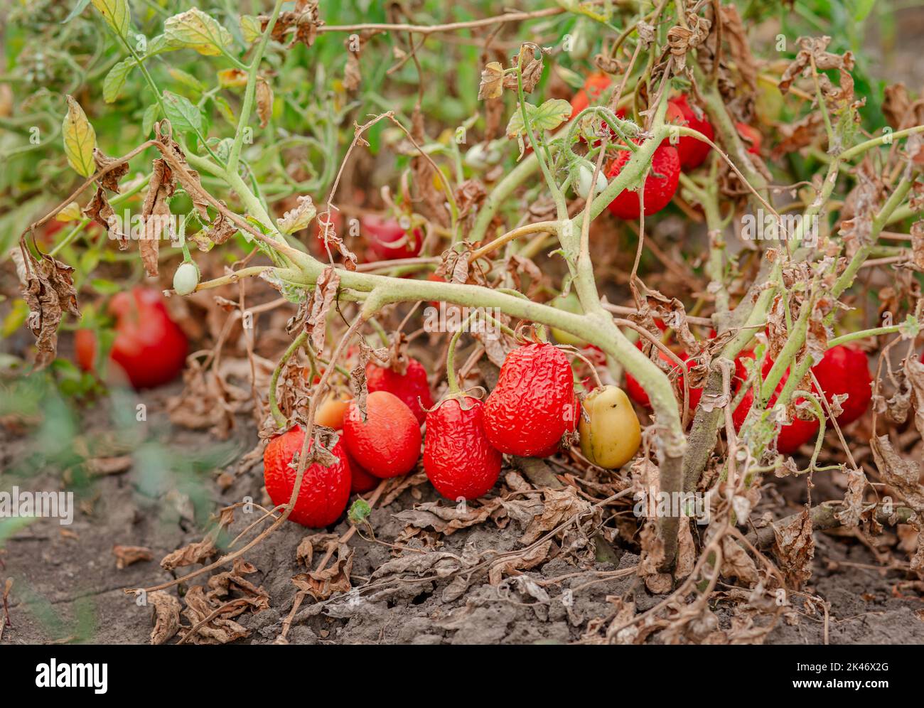 I frutti di pomodoro sono affetti da una malattia batterica nel terreno aperto. Pomodori appassiti da parassiti. Raccolto autunnale. Foto Stock