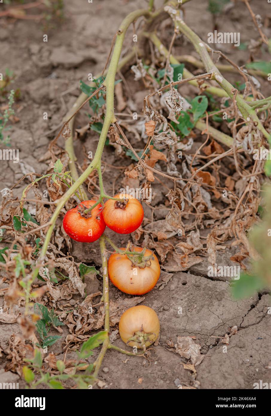 I frutti di pomodoro sono affetti da una malattia batterica nel terreno aperto. Pomodori appassiti da parassiti. Raccolto autunnale. Foto Stock