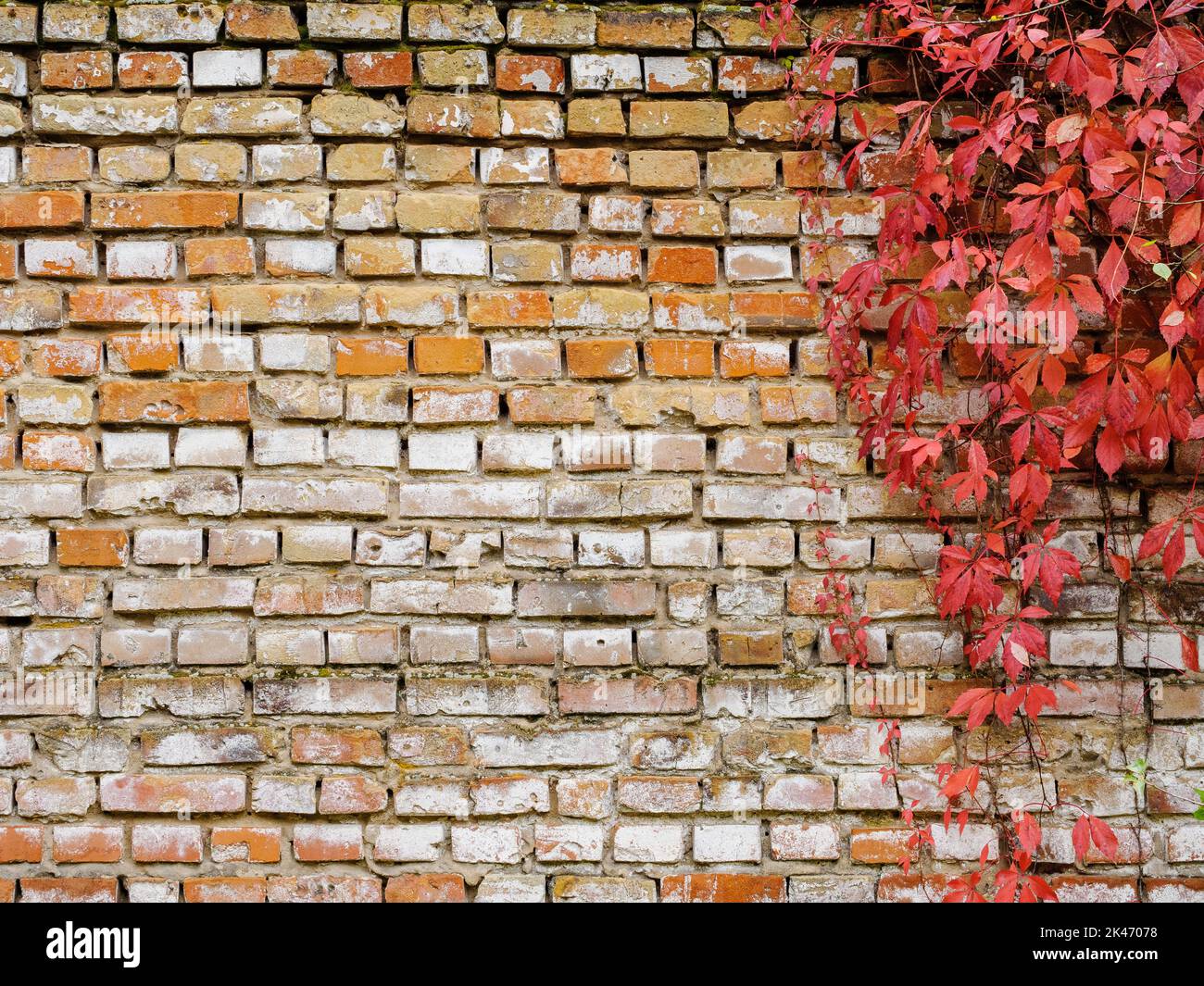 Muro di mattoni invecchiato in arancione con germogli rossi come sfondo ruvido Foto Stock