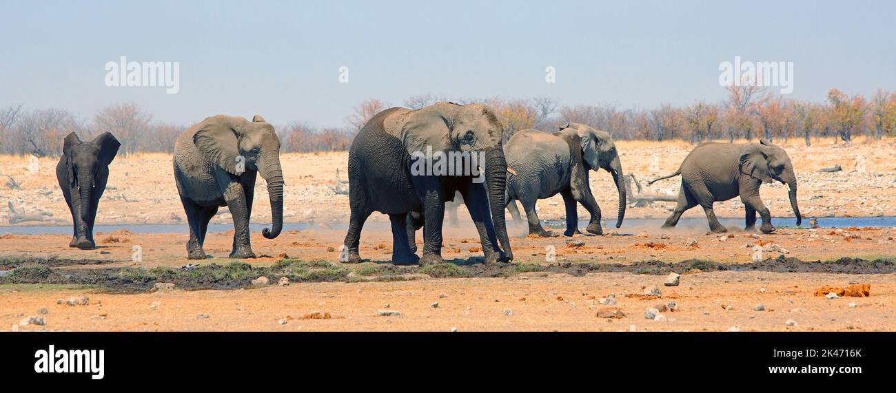 La buca d'acqua di Rietfontein a Etosha è un luogo popolare per grandi mandrie di elefanti per incontrare e salutare e bere. Un posto molto speciale da visitare. Etosha, North Foto Stock