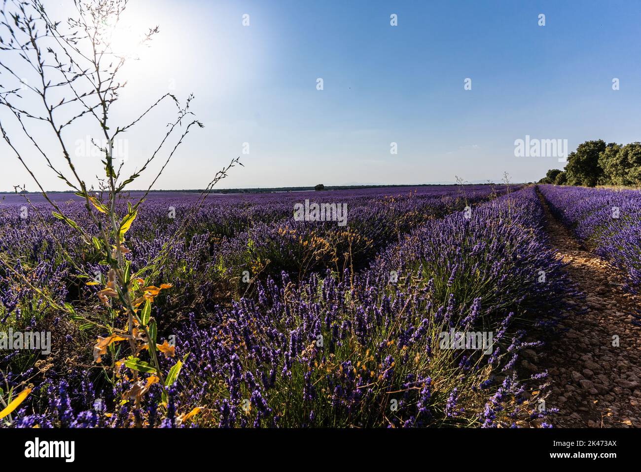 Vista di un campo di lavanda colorato e fiorente. Concetto di natura. Foto Stock