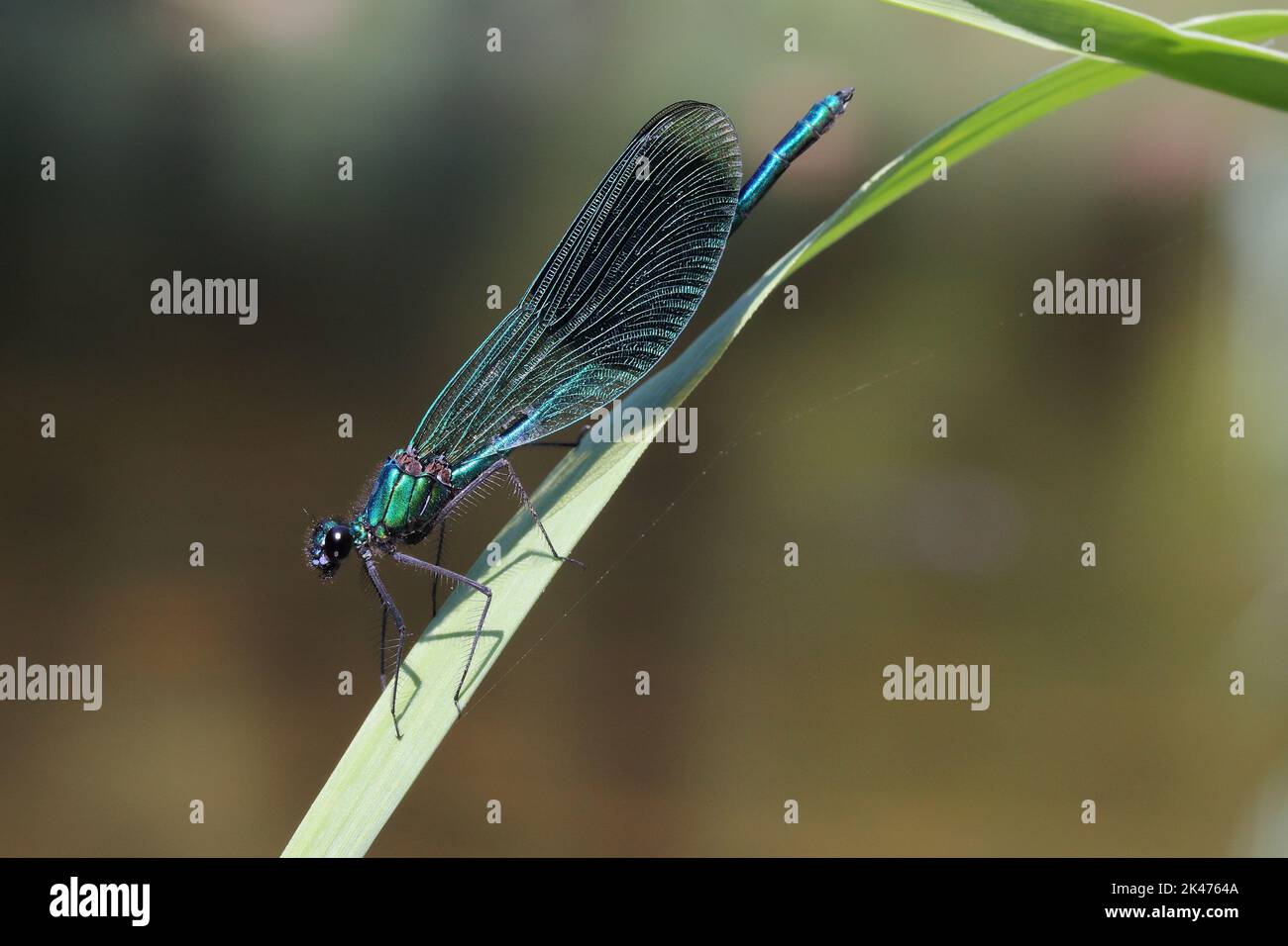 Il demoiselle (Calopteryx splendens) maschio bandito sulla foglia verde di canna Foto Stock