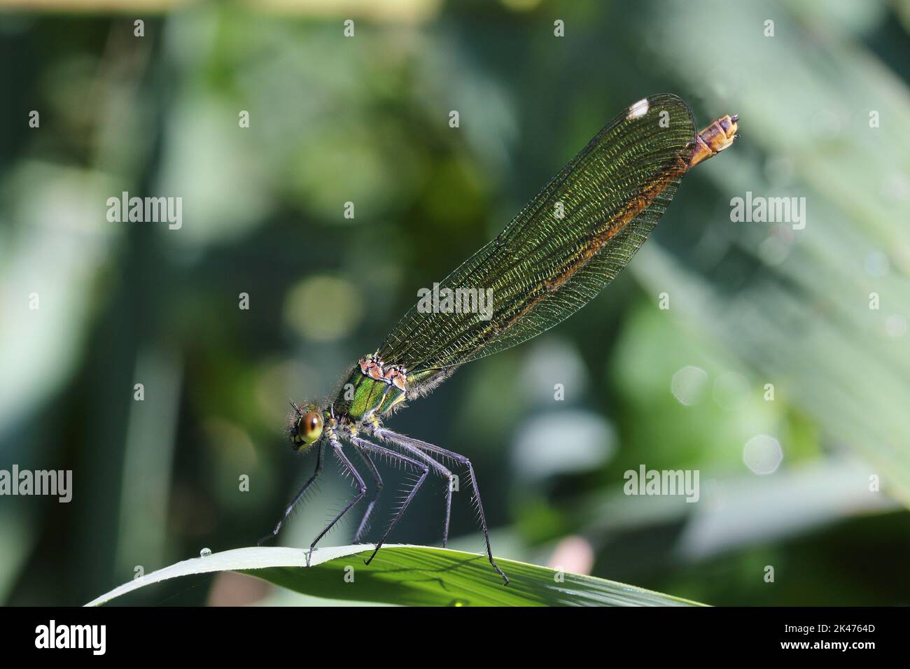 La demoiselle (Calopteryx splendens) femmina a fasce sulla foglia verde di canna Foto Stock
