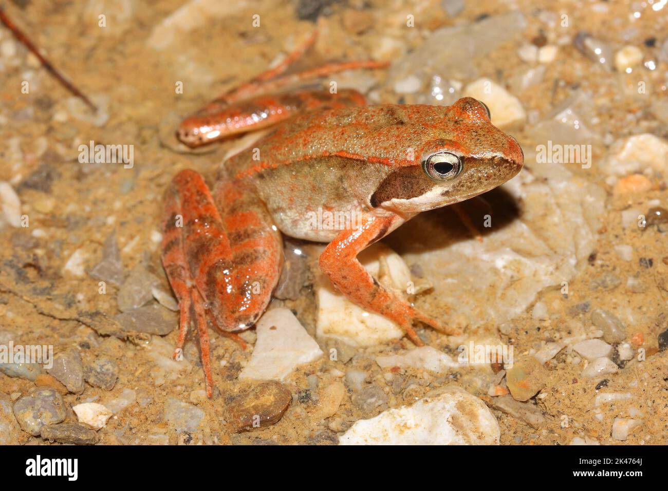 La rana agile italiana, la rana di Lataste (Rana latastei) in un habitat naturale Foto Stock