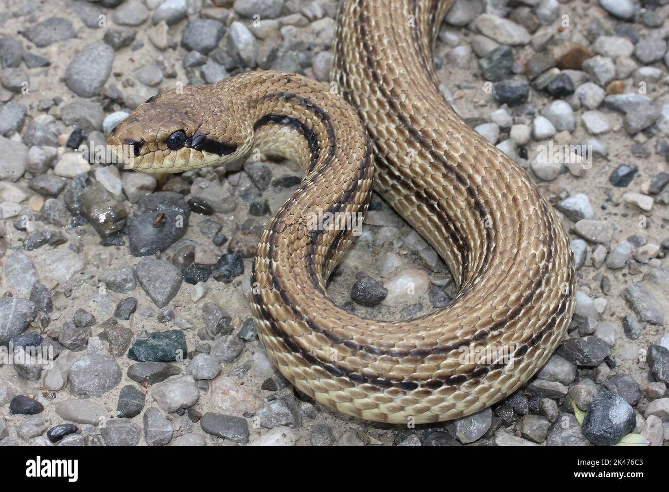 Il serpente a quattro righe, il serpente bulgaro (Elaphe quatuorlineata) si trova in un habitat di pietra naturale Foto Stock