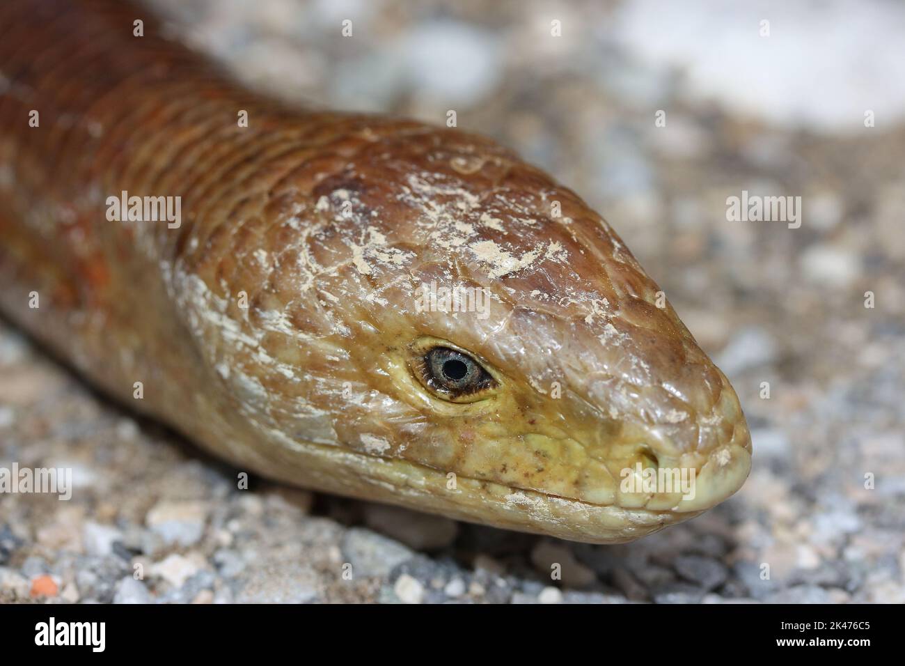 Il sheltopusik, la lucertola di vetro di Pallas, la lucertola senza zenzone europea (Pseudopus apodus) si trovano in un habitat naturale Foto Stock