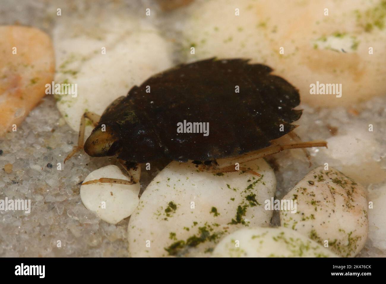 Il vero bug acquatico e senza alette (Aphelocheirus aestivalis) in un habitat naturale subacqueo Foto Stock