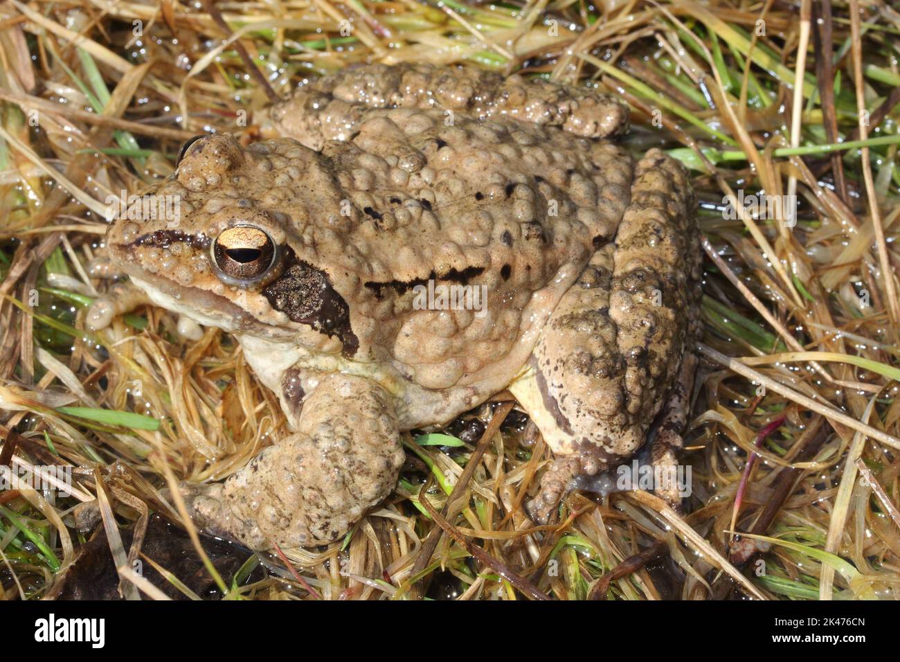 La rana agile (Rana dalmatina) con malattie della pelle in un habitat naturale Foto Stock