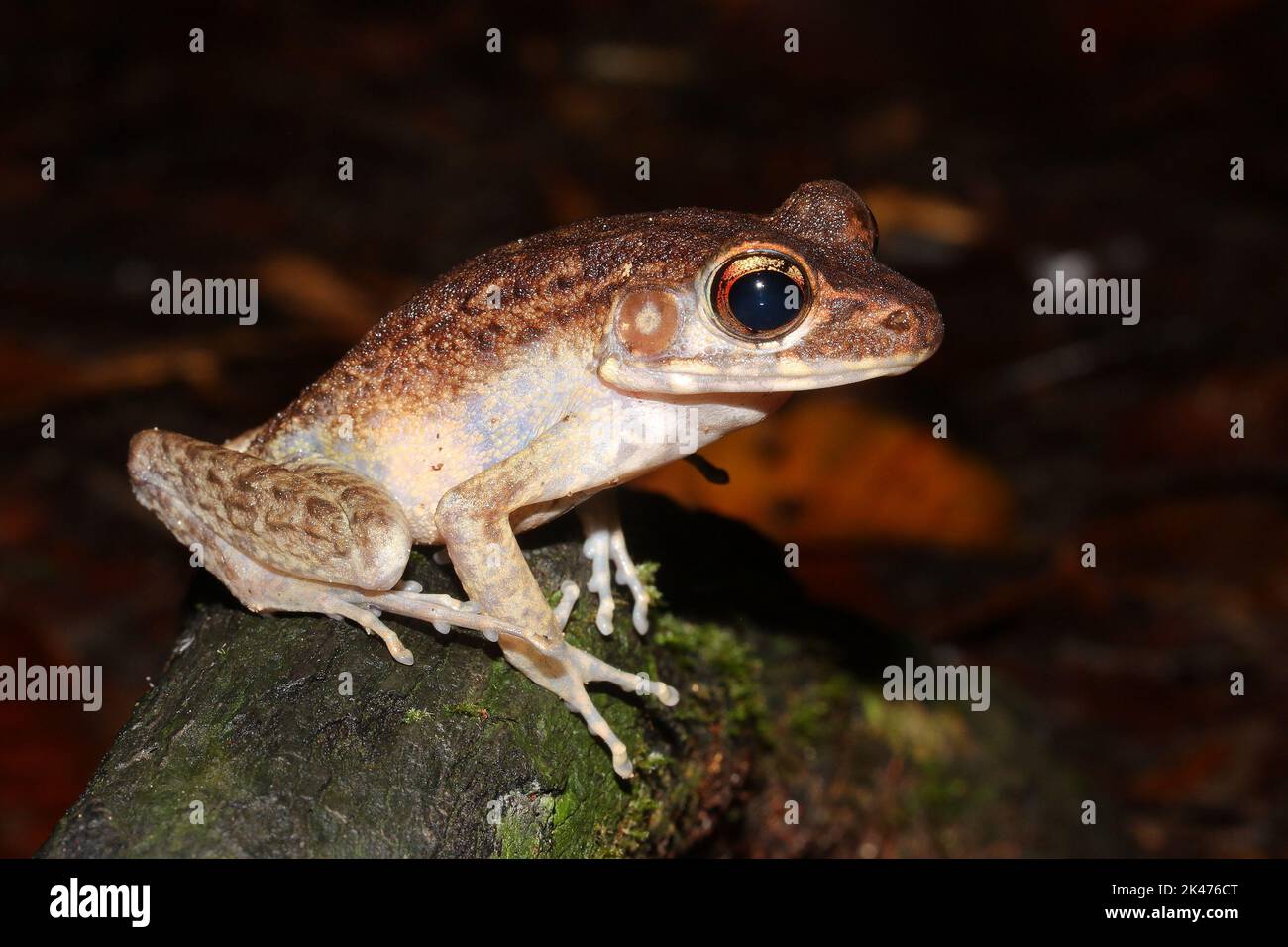 La rana del fiume Baram, la rana bruna di palude, la rana mascherata a lati irregolari (Pulchrana baramica) in un habitat naturale Foto Stock