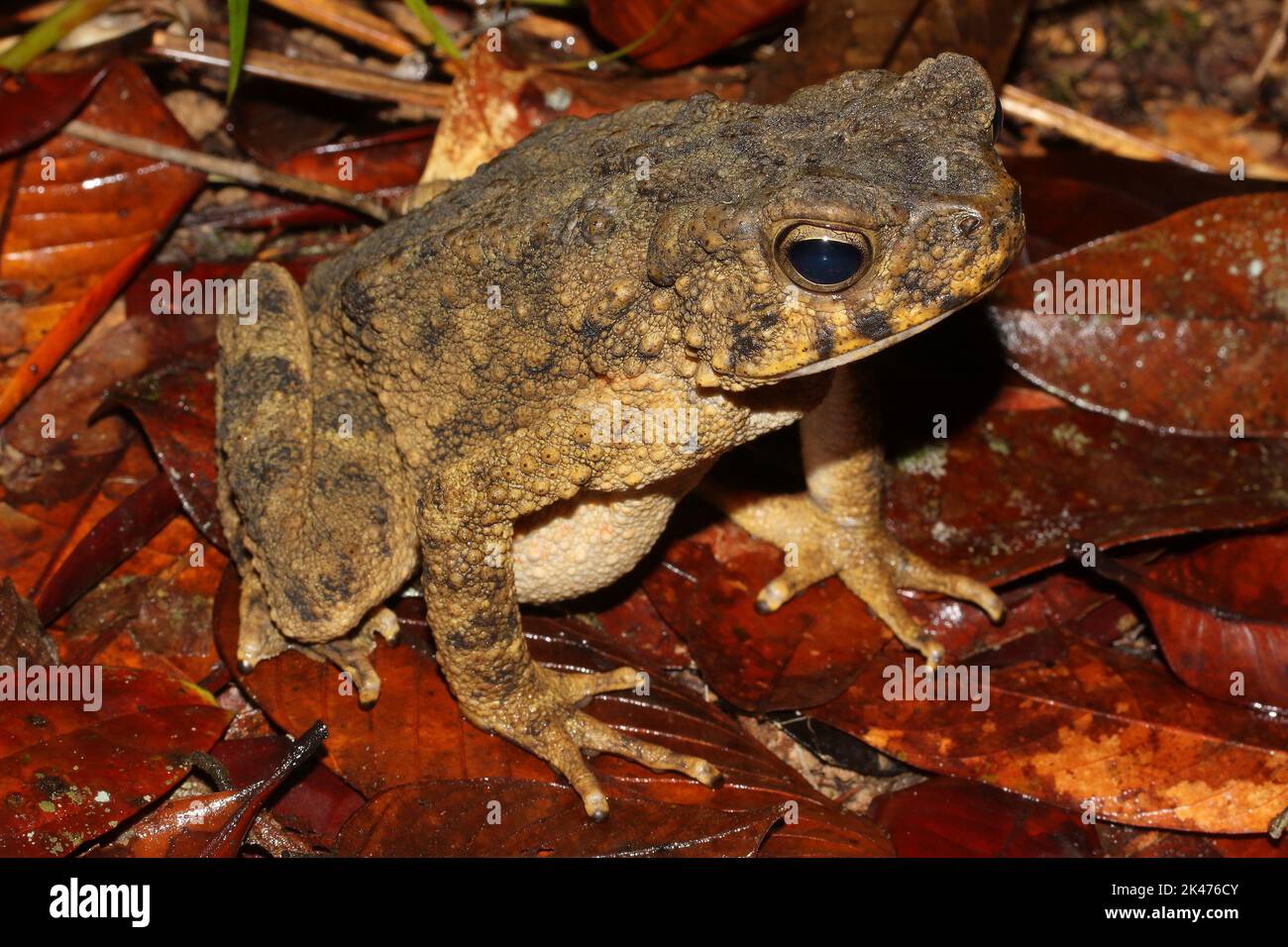 Il rospo gigante asiatico, rospo di fiume (Phrynoidis asper) in un habitat naturale Foto Stock