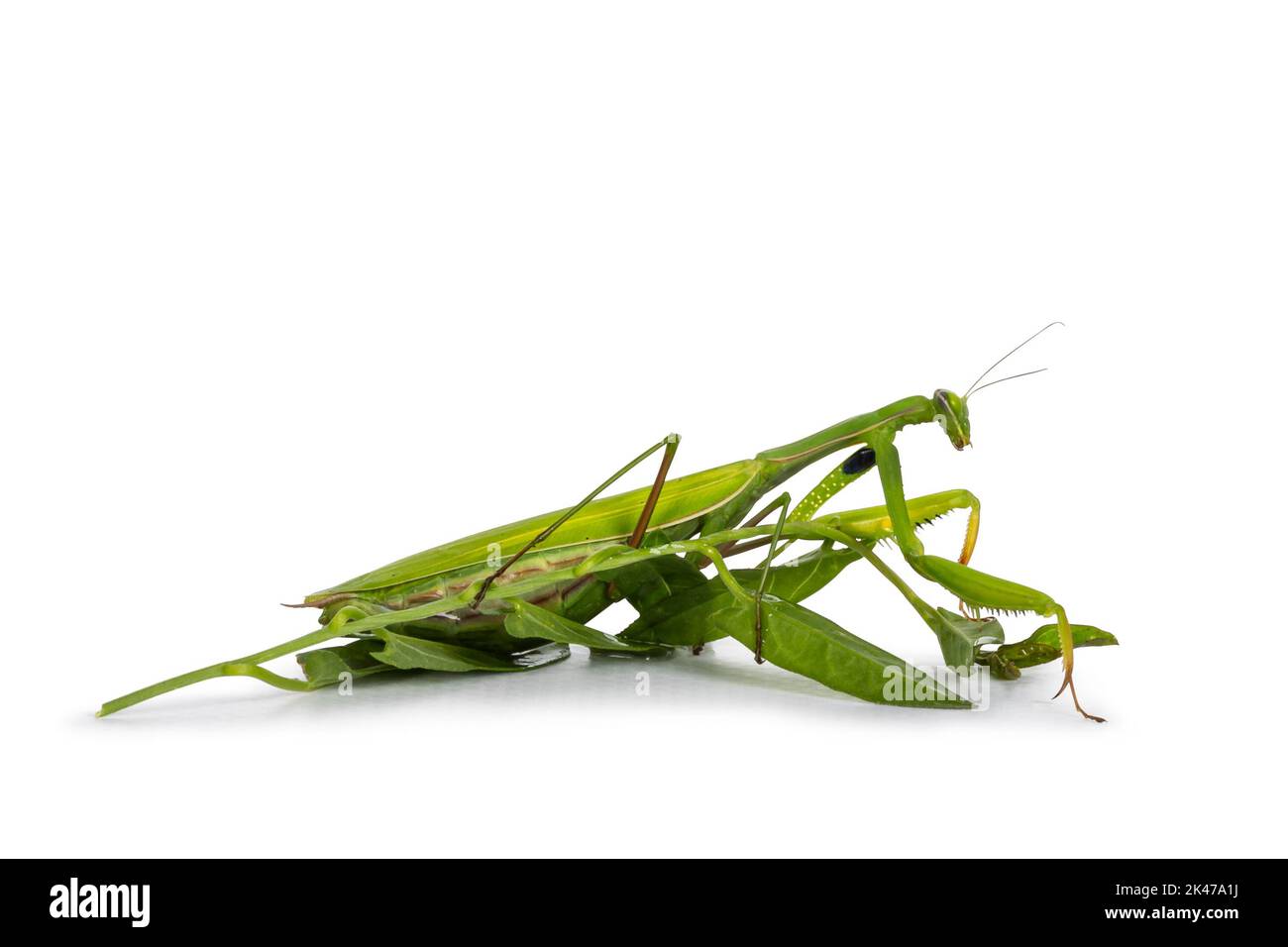 Verde europeo che prega Mantis su foglie verdi, in piedi lateralmente vie. Guardando avanti lontano dalla fotocamera. Isolato su sfondo bianco. Foto Stock