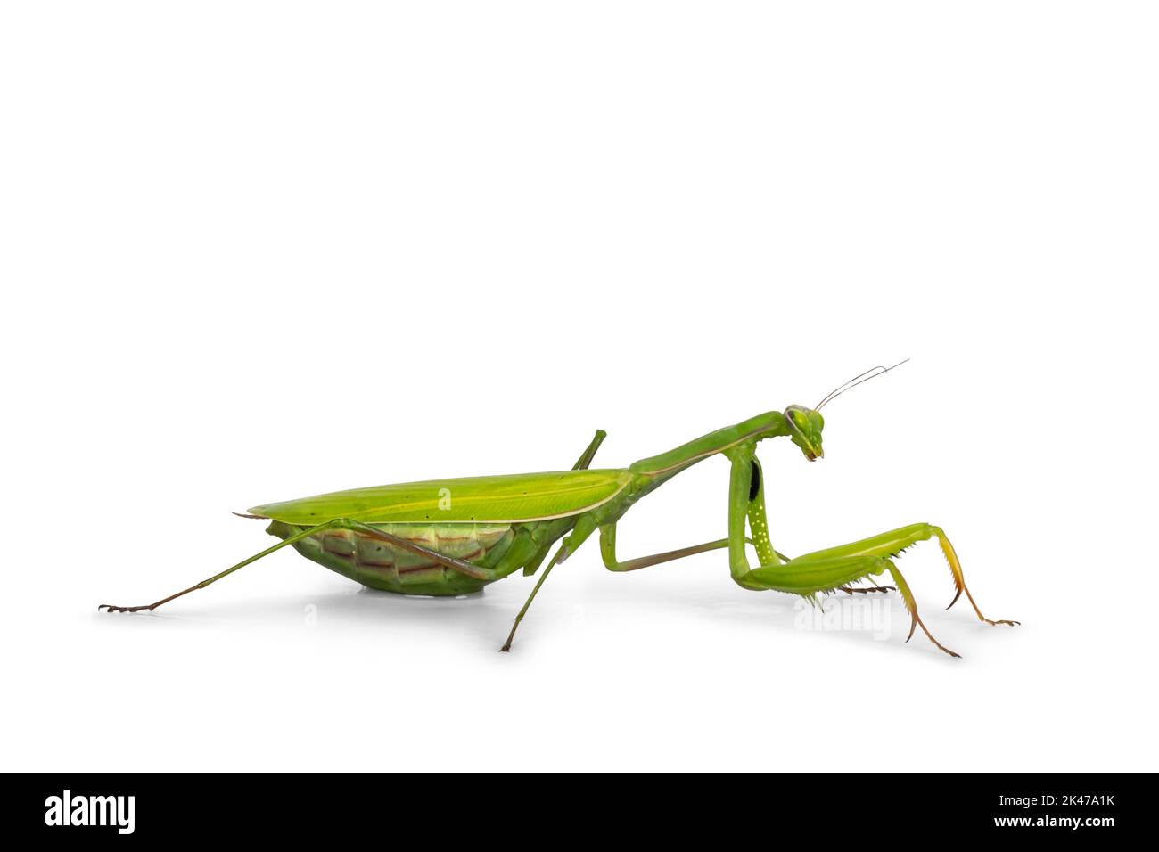 Verde europeo che prega Mantis, in piedi a fianco vie. Guardando avanti lontano dalla fotocamera. Isolato su sfondo bianco. Foto Stock