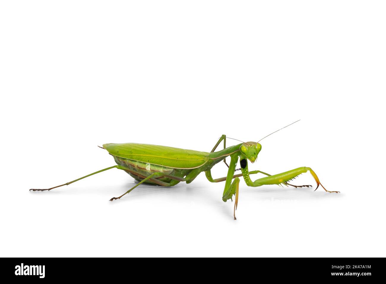 Verde europeo che prega Mantis, in piedi a fianco vie. Guardando verso la fotocamera. Isolato su sfondo bianco. Foto Stock