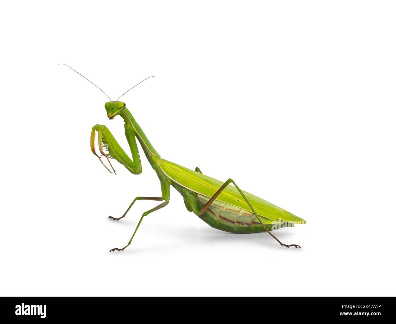 Verde europeo che prega Mantis, in piedi a fianco vie. Guardando verso la fotocamera. Isolato su sfondo bianco. Gambe anteriori in alto. Foto Stock