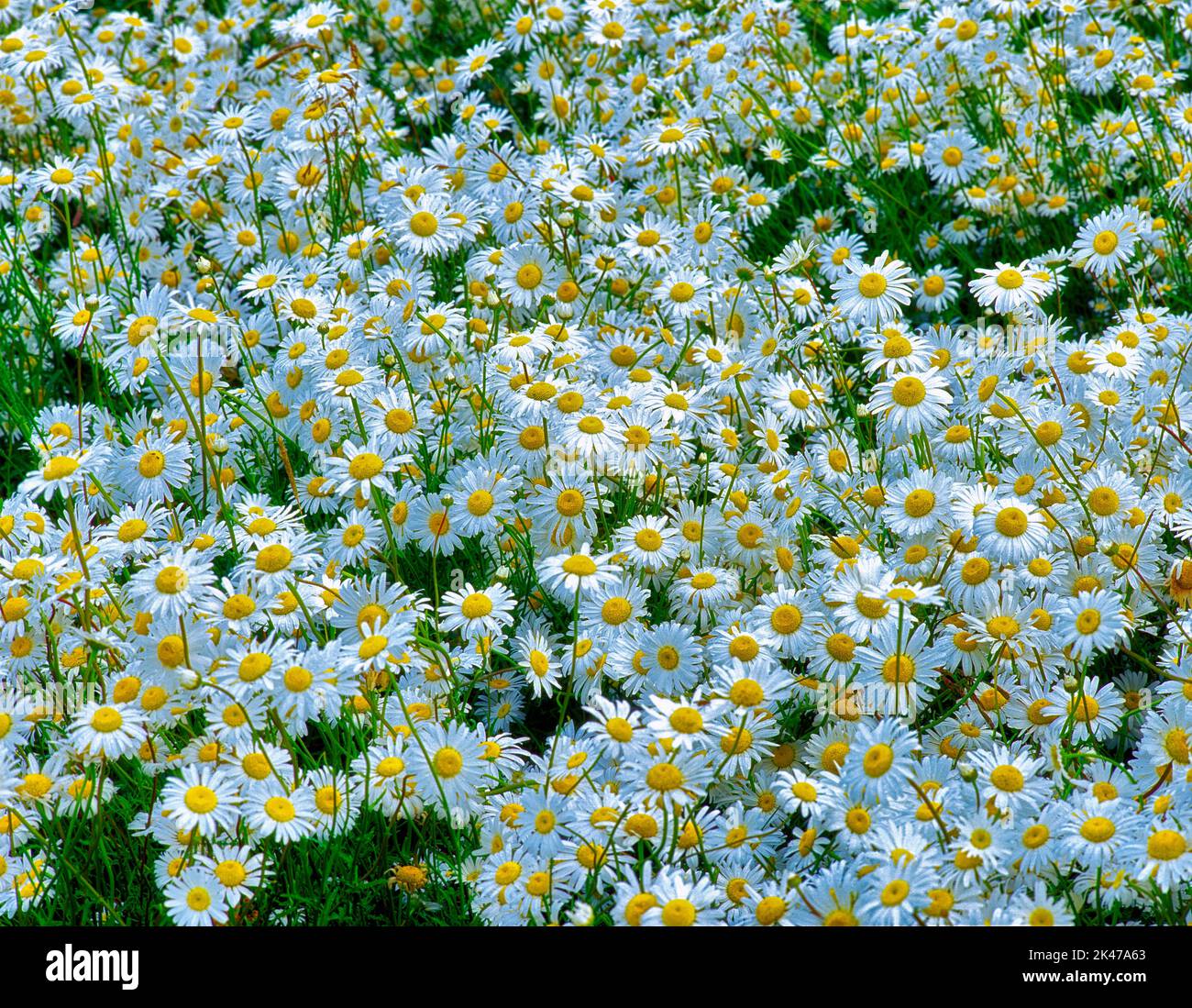 V00235M.tif Daisies (crisanthemum leucavanthemum) vicino Corvallis, Oregon Foto Stock
