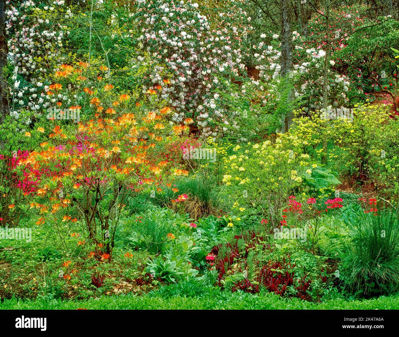 V00286M.tif Giardino al Parco Hendricks con rododendri fiorenti e azalee. Eugene, Oregon Foto Stock