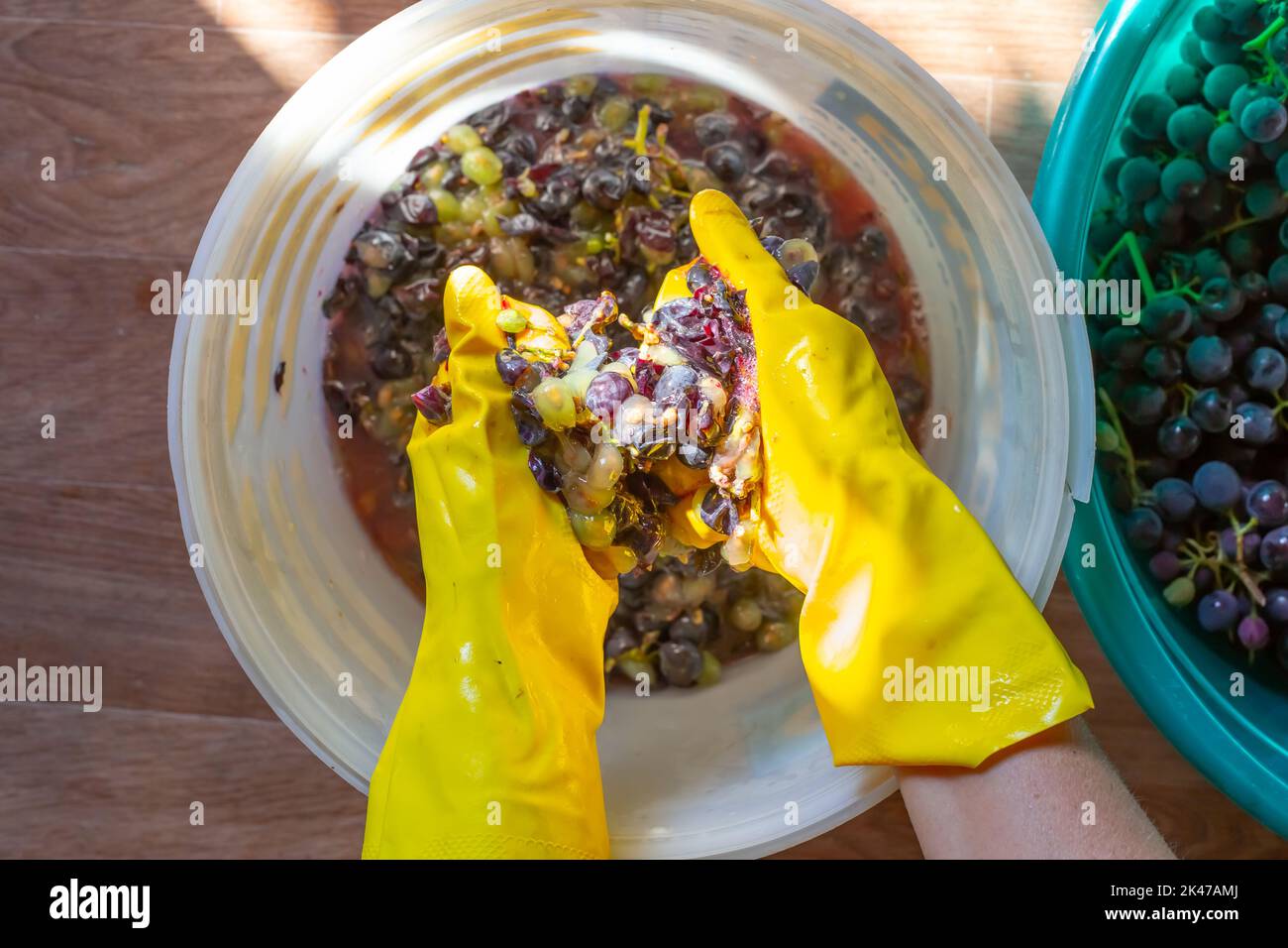 Preparazione del vino. Una donna frantuma con le mani l'uva nera Isabella, spremendo il succo. Foto Stock
