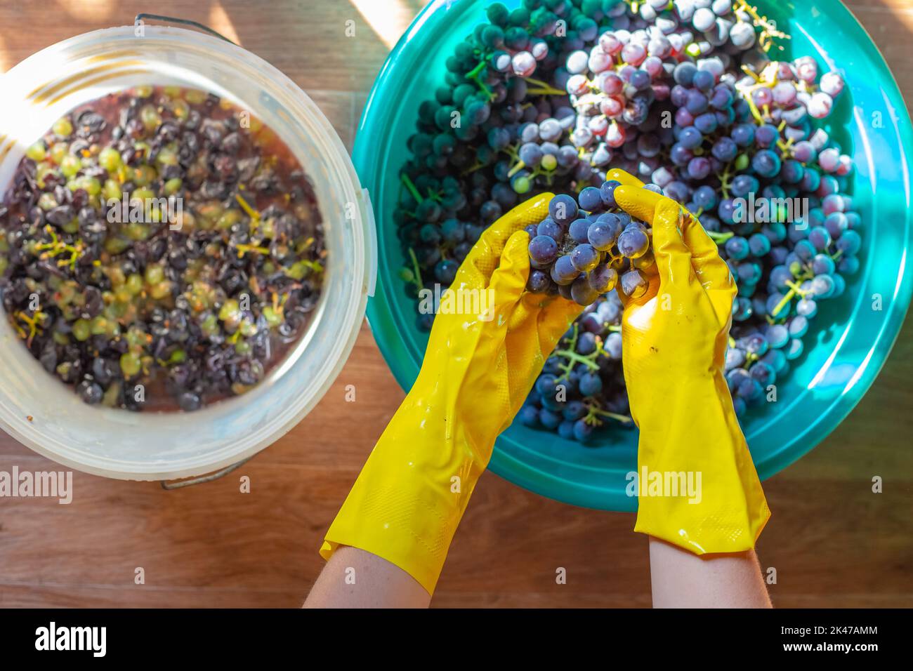 Preparazione del vino. Una ciotola di uve raccolte, grappoli di uva Isabella blu nelle mani di una donna che pigiava le bacche per il vino. Foto Stock