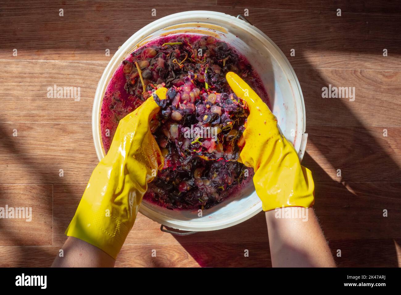 Preparazione del vino. Una donna frantuma con le mani l'uva nera Isabella, spremendo il succo. Foto Stock