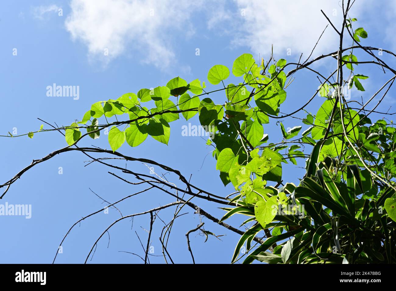 Vista ad angolo basso di un seme di luna di cuore o di un vitigno Rasakinda (Tinospora cordifolia) che cresce su steli di alberi morti sotto il cielo blu. Foto Stock