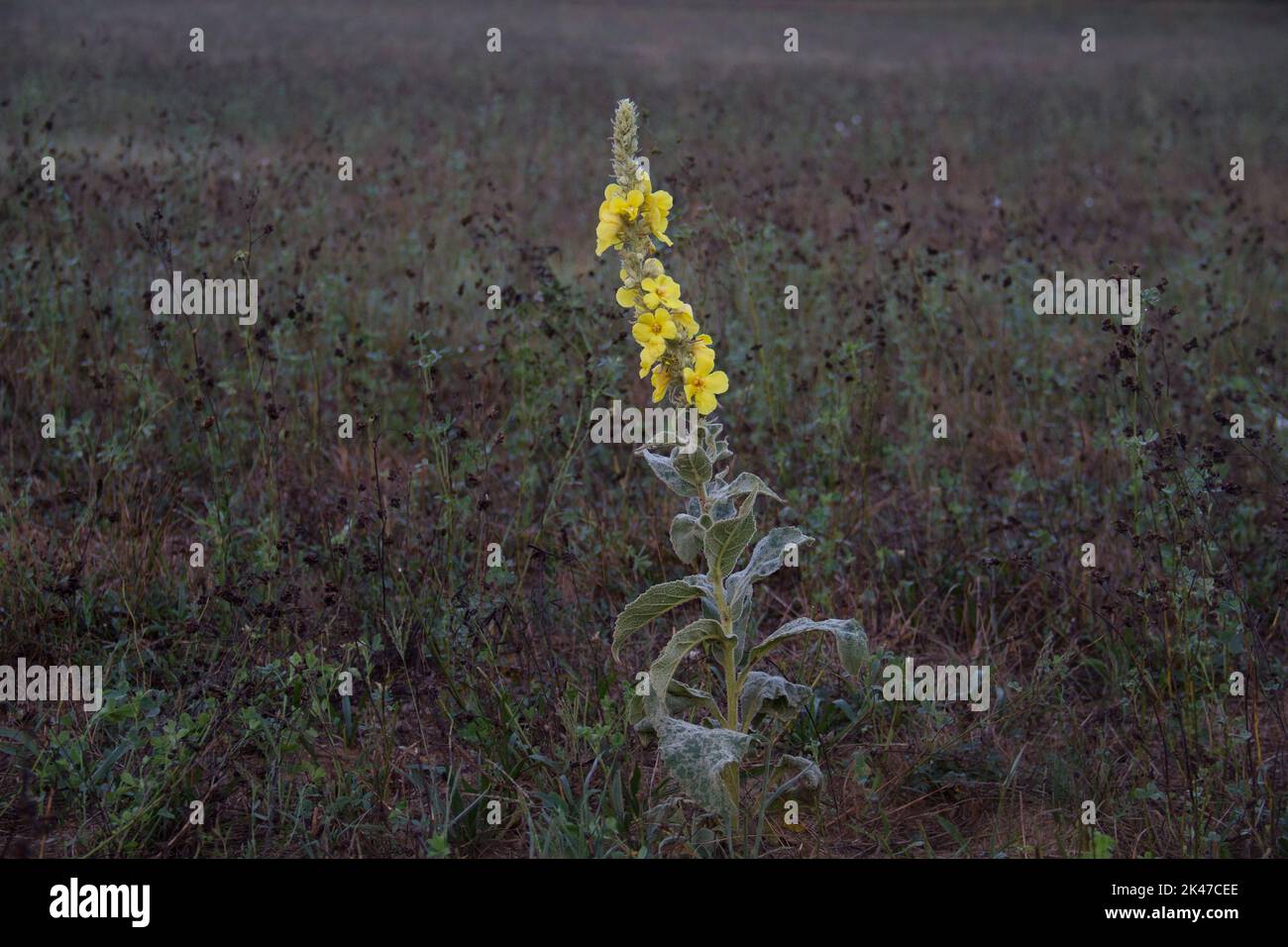 Fiore giallo, Densflower mullein, all'alba che si illumina in un campo scuro Foto Stock