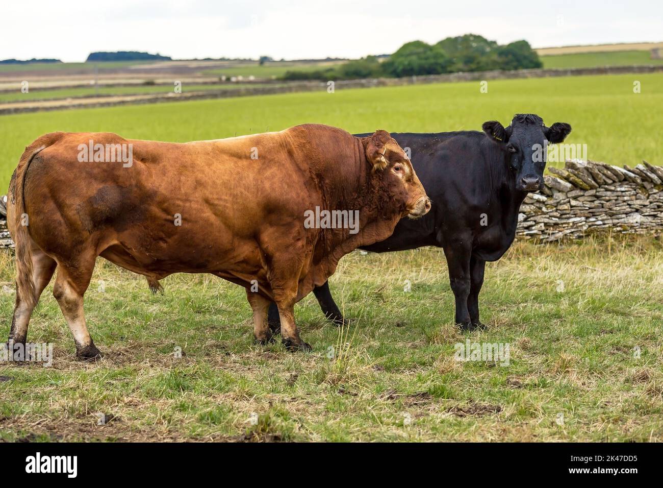 Primo piano di un grande e potente toro Limousin a seguito di una mucca o giovenca nera Aberdeen Angus nella campagna dello Yorkshire. Spazio per la copia. Hori Foto Stock