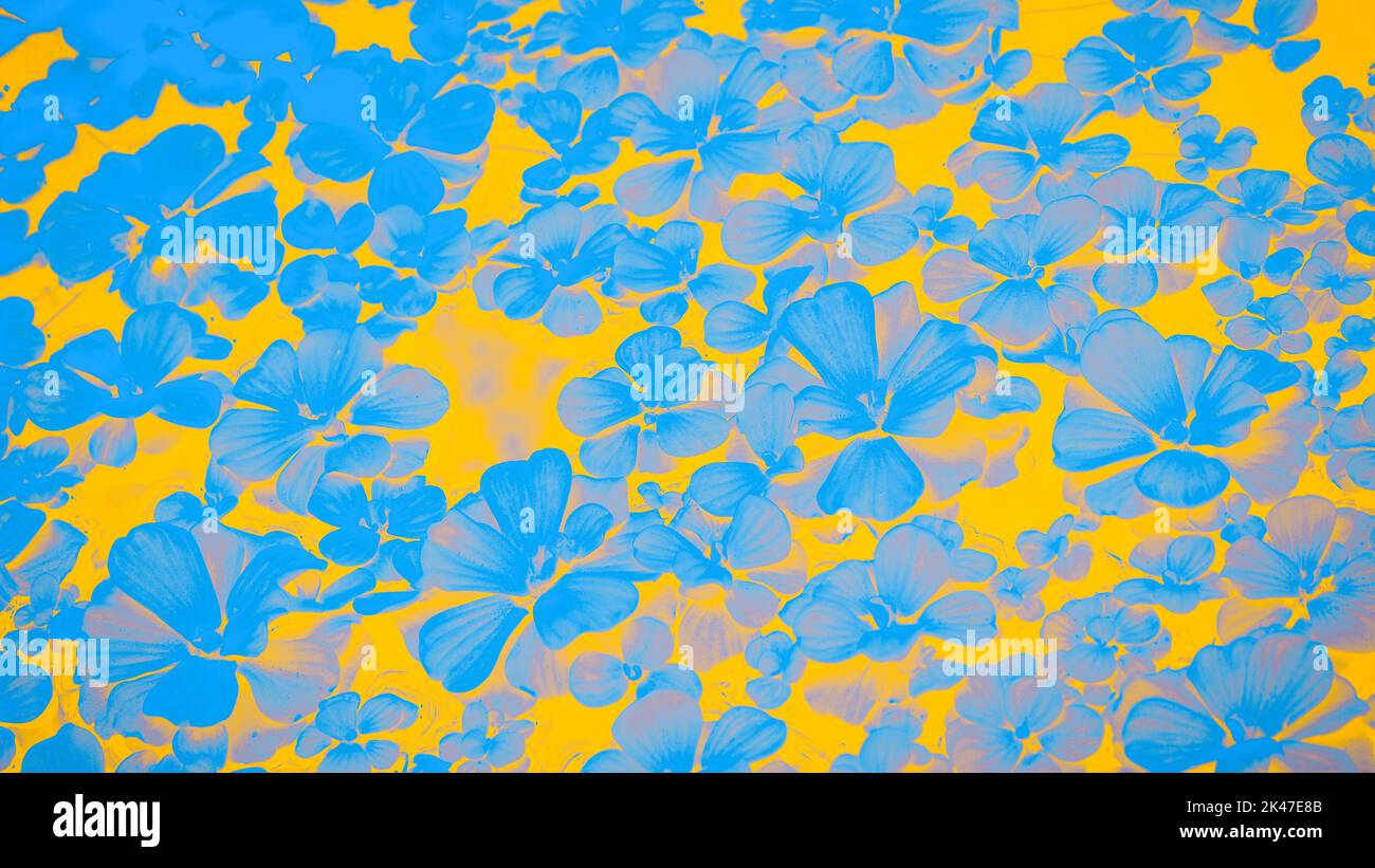 Acquerello fiori blu su un giallo 16 su sfondo 9 Foto Stock