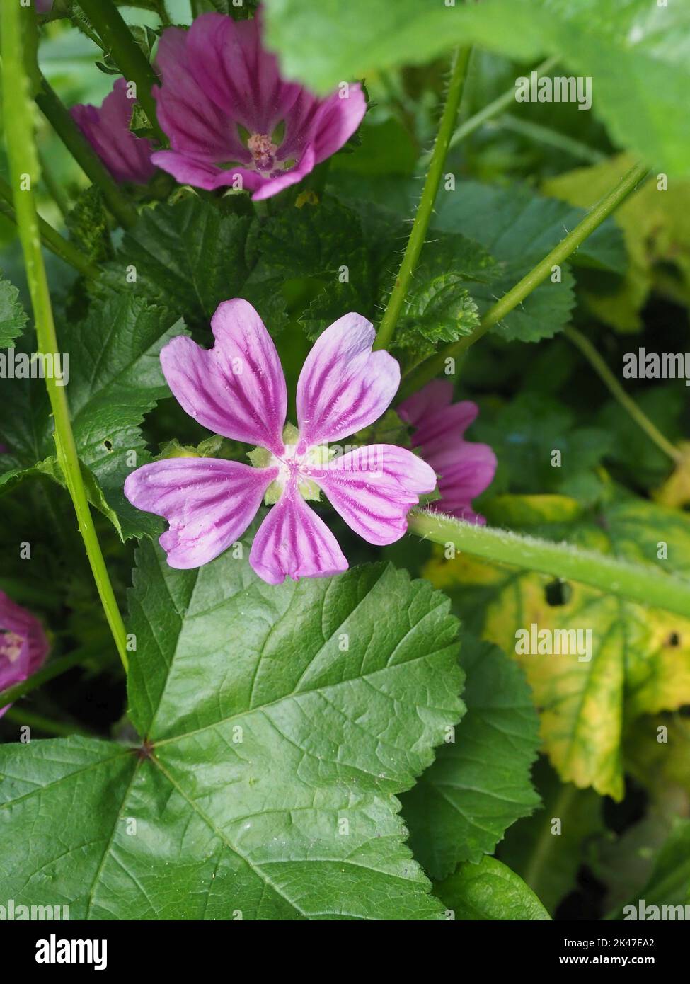 Malva è un genere di piante erbacee annuali, biennali e perenni della famiglia Malvaceae. Comune nome inglese mallow fiore e foglie. Foto Stock