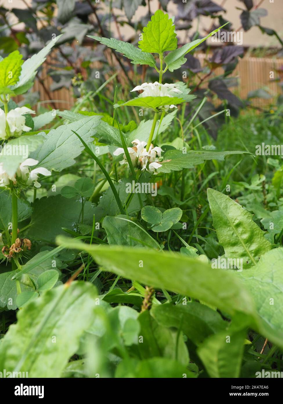 Album di Lamium, comunemente chiamato ortica bianca o pianta e fiori di ortica morta bianca Foto Stock