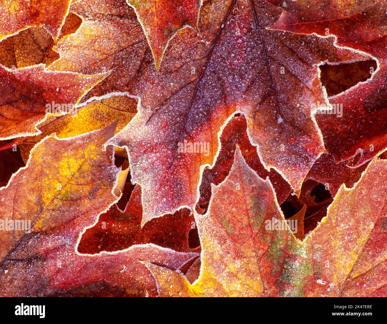 V00089M.tif foglie di acero di foglia grande con gelo. Vicino a Monroe, Oregon Foto Stock