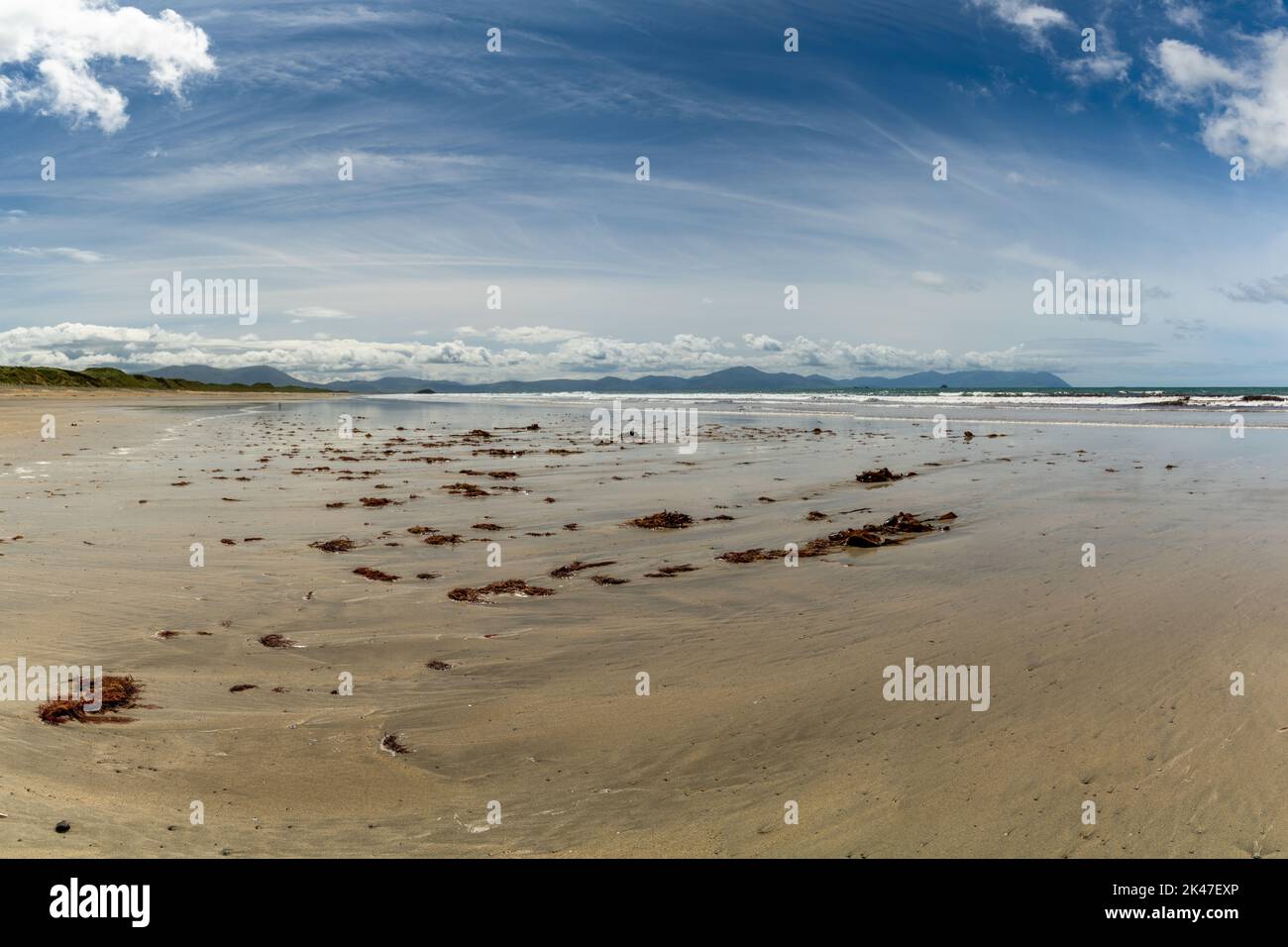 Una vista dell'infinita spiaggia di sabbia dorata a Ballyheigue con alghe rosse nel foregorund Foto Stock