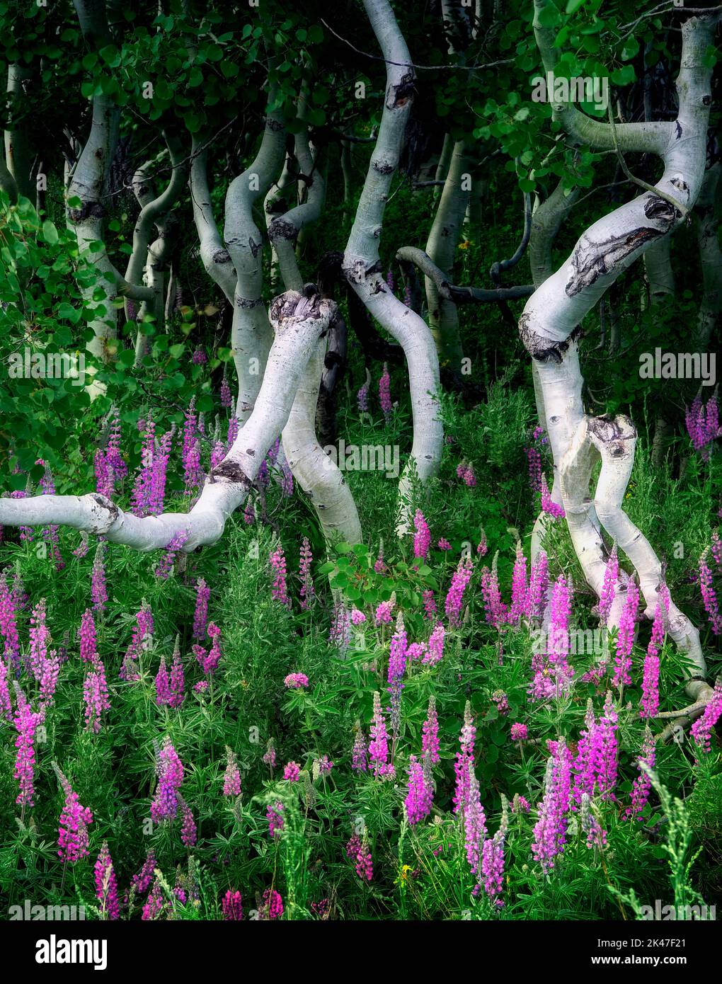 Lupini e piccoli alberi di aspens. Steens Mountain, Oregon Foto Stock