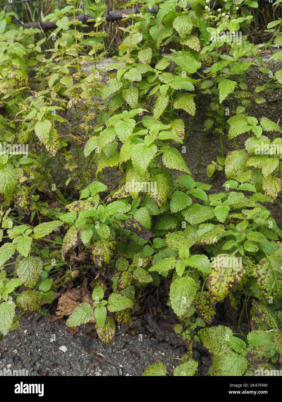 foglie di melma al limone con macchie marroni a causa del freddo durante l'autunno Foto Stock