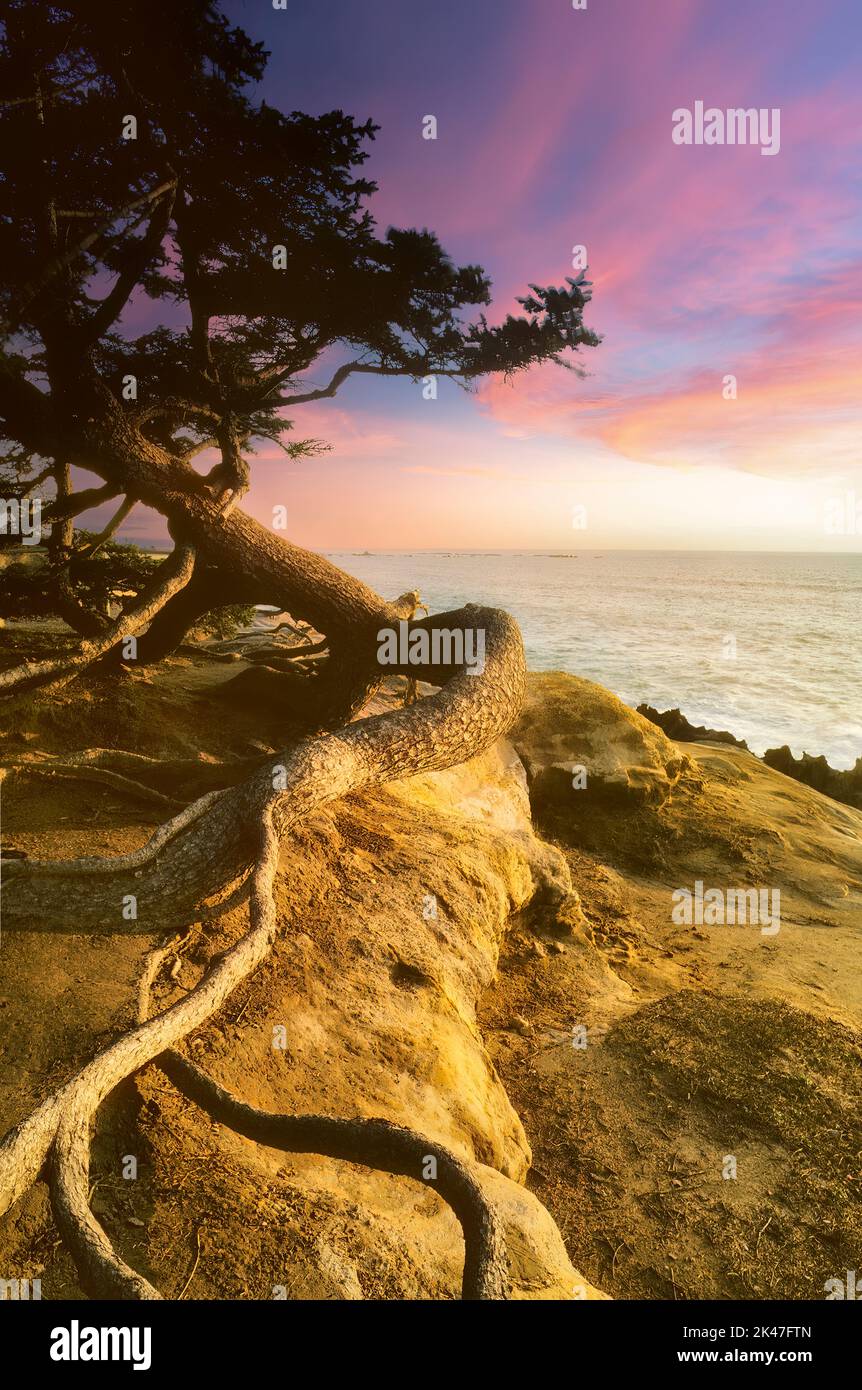 Radici di albero di Spruce. Shore Acres state Park, Oregon. Foto Stock