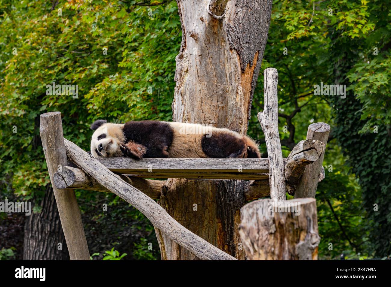 Un orso di panda si trova pigriamente nello zoo di Berlino, Berlino, Germania Foto Stock
