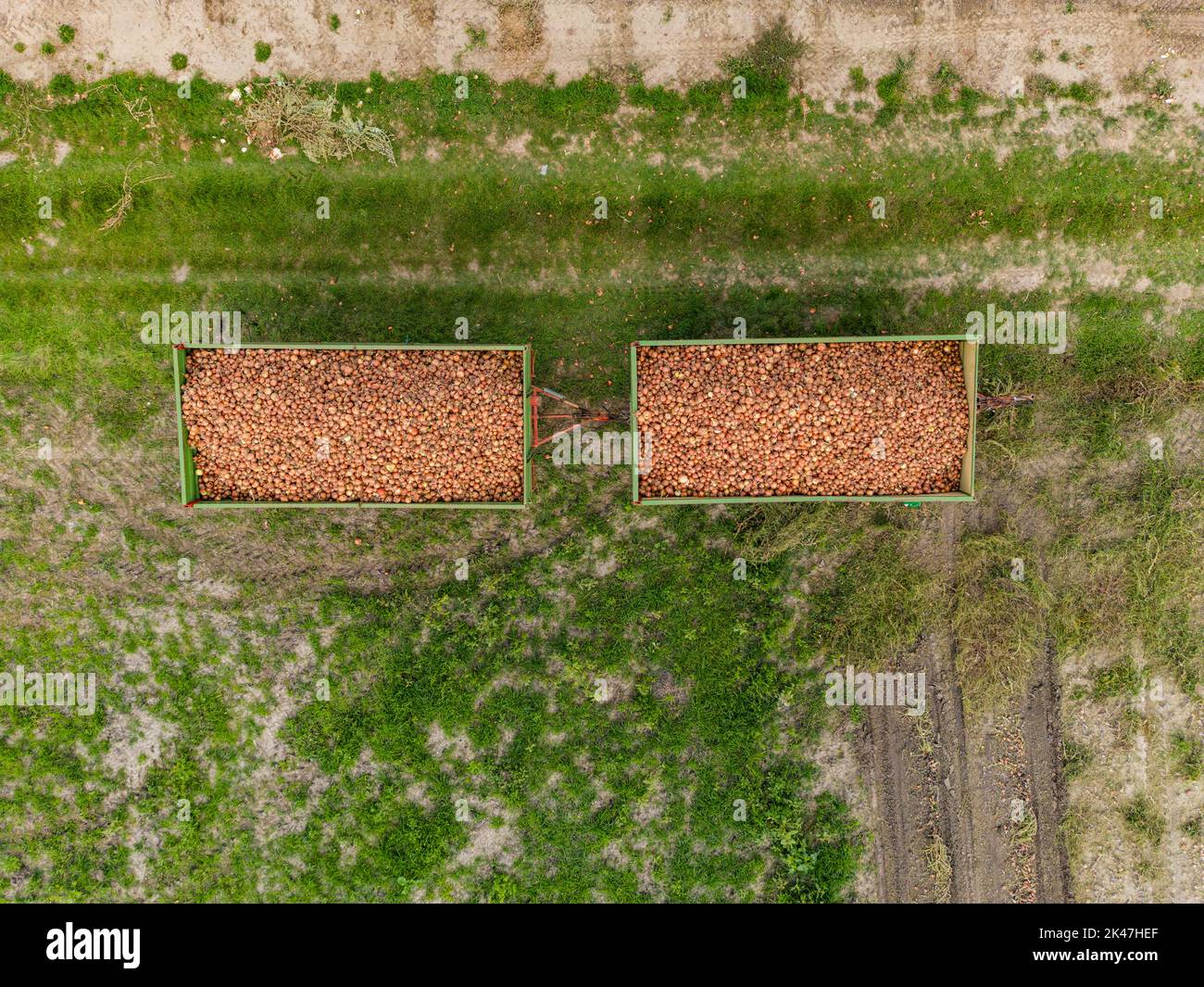 Primo piano della vista aerea di due rimorchi riempiti di cipolle in campo dopo il raccolto in autunno, Germania Foto Stock