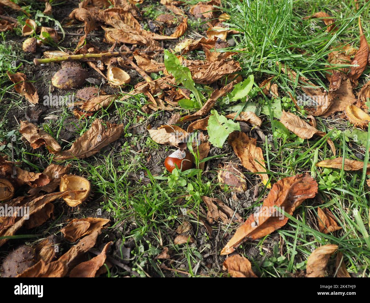 Castagno lucido caduto a terra tra foglie ed erba Foto Stock