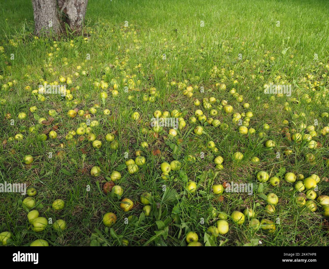 Piccole mele verdi caduto sul terreno tra l'erba Foto Stock