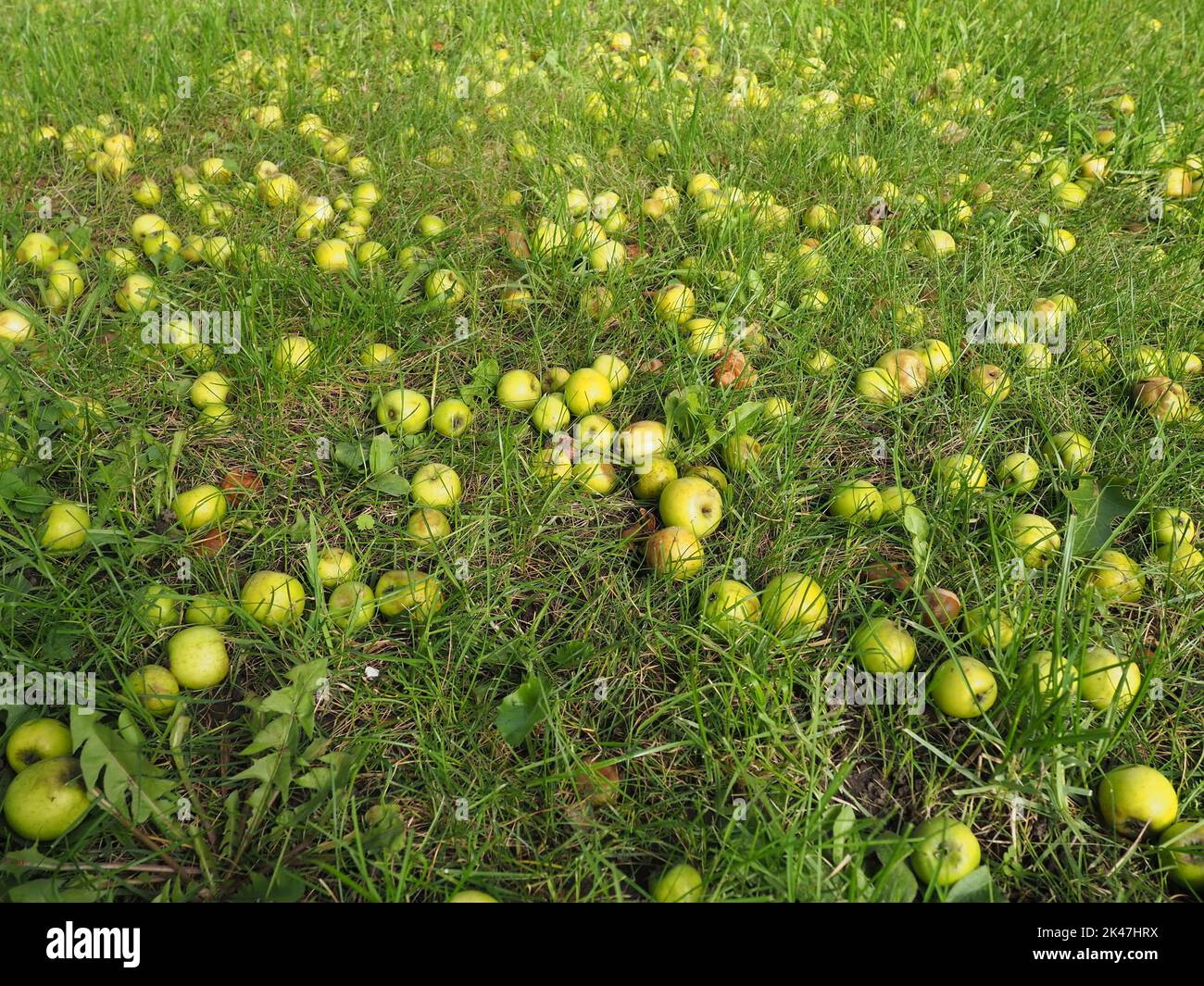 Piccole mele verdi caduto sul terreno tra l'erba Foto Stock