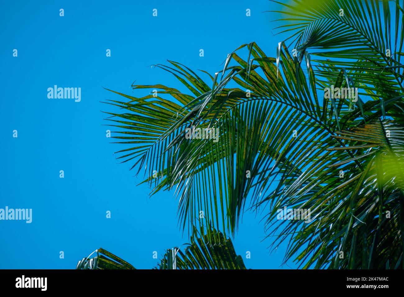 Bella foto di foglie di cocco nel cielo blu. Foto Stock