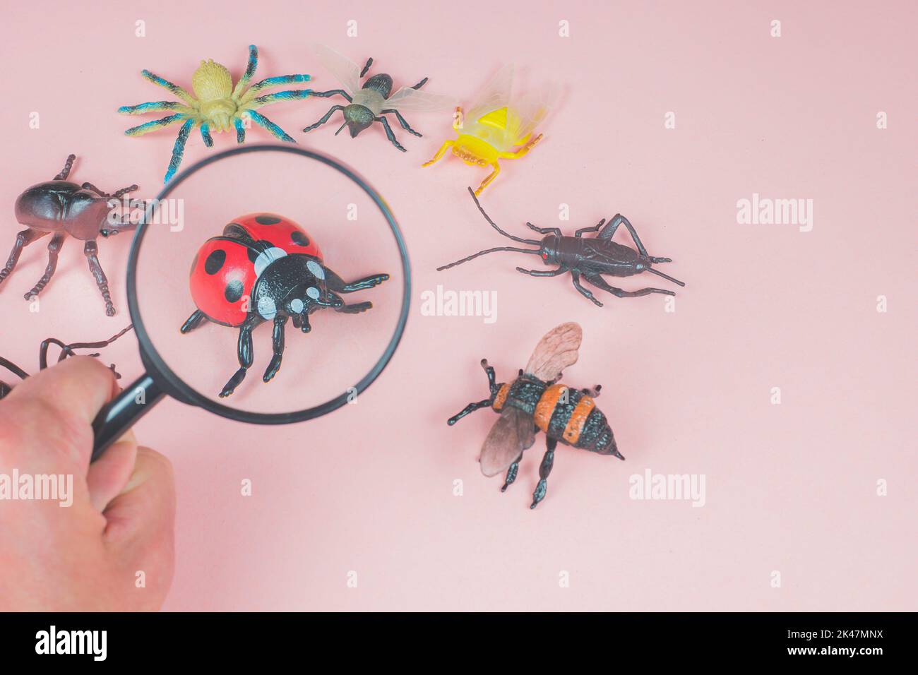 Il bambino che esplora i piccoli insetti del giocattolo con una lente d'ingrandimento. Lente d'ingrandimento in mano per zoomare la coccinella. Sfondo rosa con insetti, parassiti, insetti giocattoli. Foto Stock
