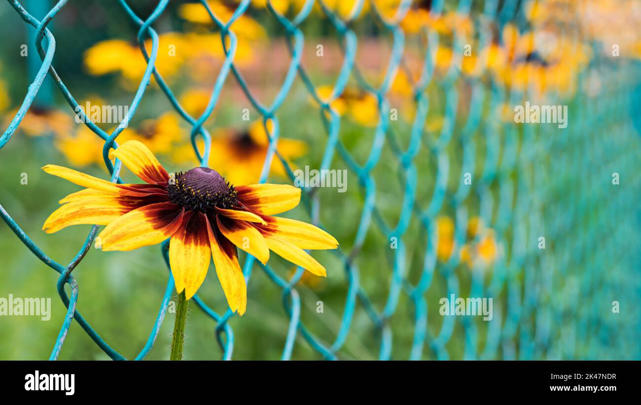 Primo piano della testa di fiore di Susan con gli occhi neri su fondo a maglia di filo verde. Rudbeckia hirta. Bella erba ornamentale gialla che cresce all'esterno di una recinzione a griglia. Foto Stock